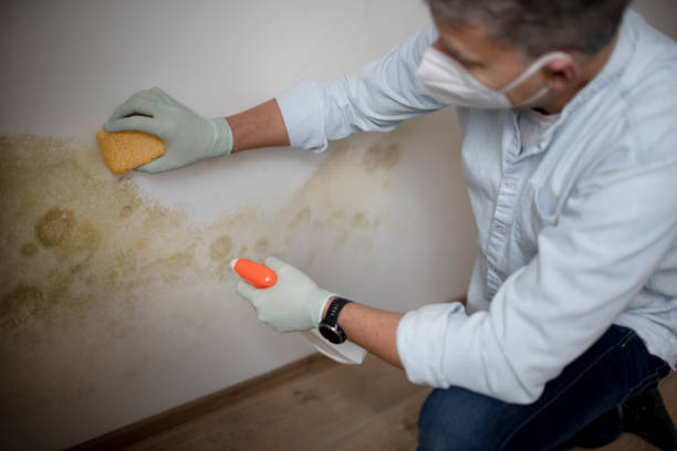 Crawl Space Mold Removal in Marion, IA