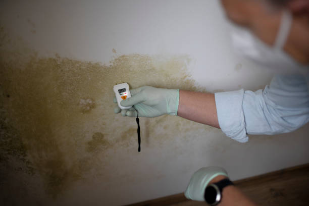 Best Mold Removal Near Me  in Marion, IA