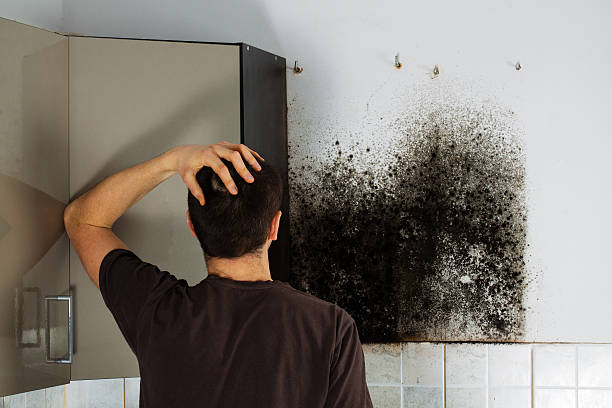 Best Certified Mold Removal  in Marion, IA